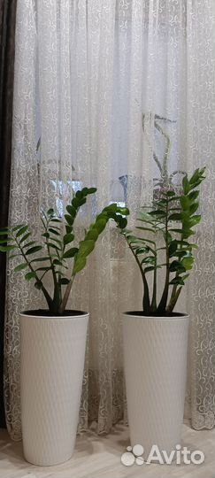 Замиокулькас