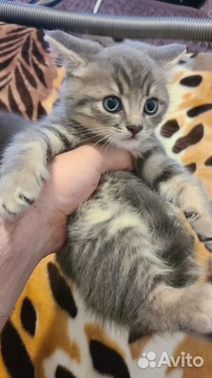 Котёнок мальчик пушистый