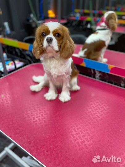 Требуются модели на грумминг для обучения