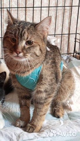 Кошечка в добрые руки