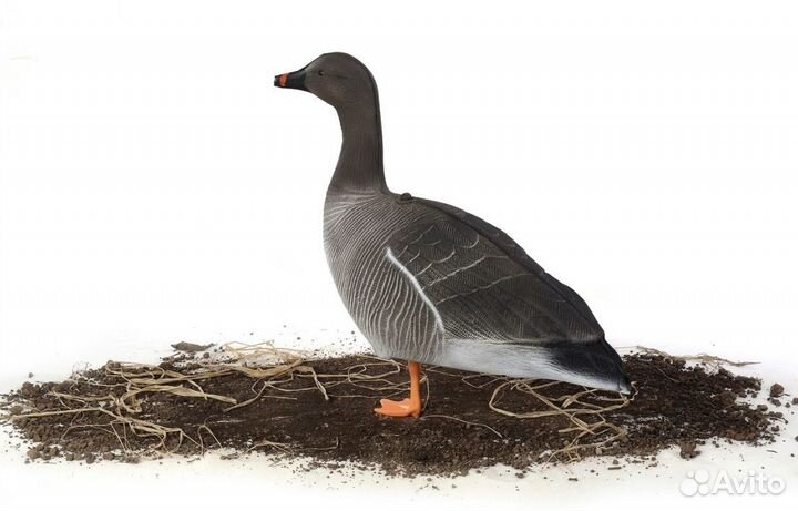 Чучела Гуменник superxpe