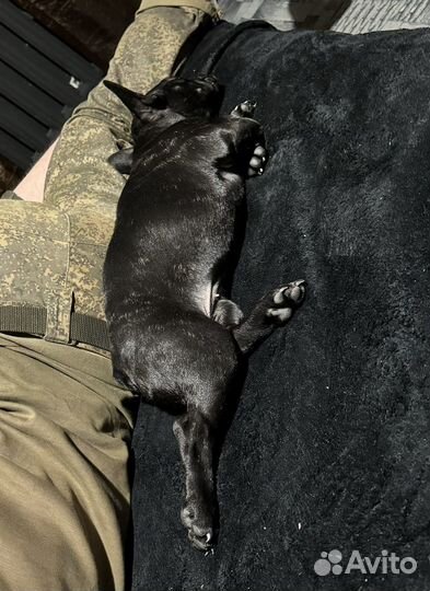 Французский бульдог