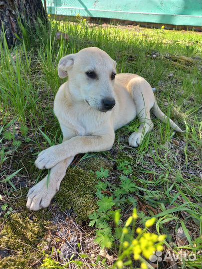 Щенок в добрые руки бесплатно