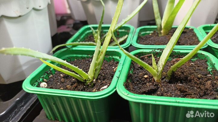 Алоэ древовидное (столетник)