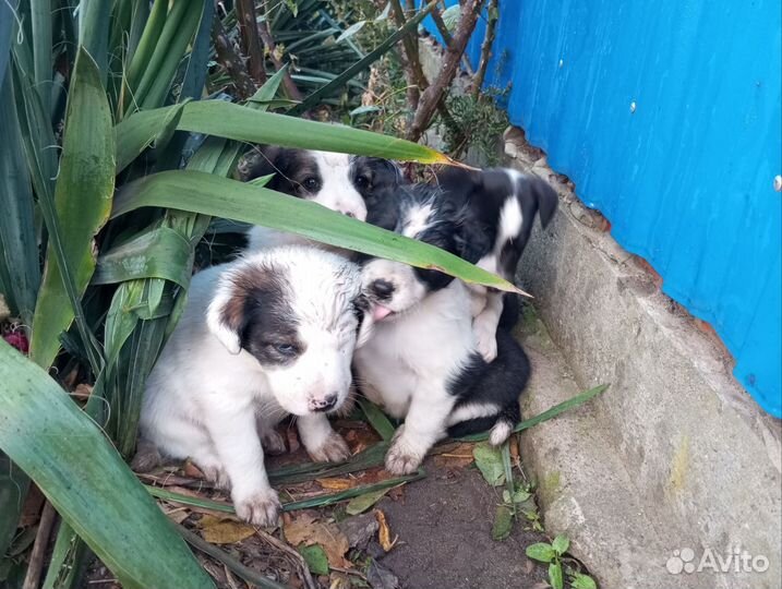 Щенки