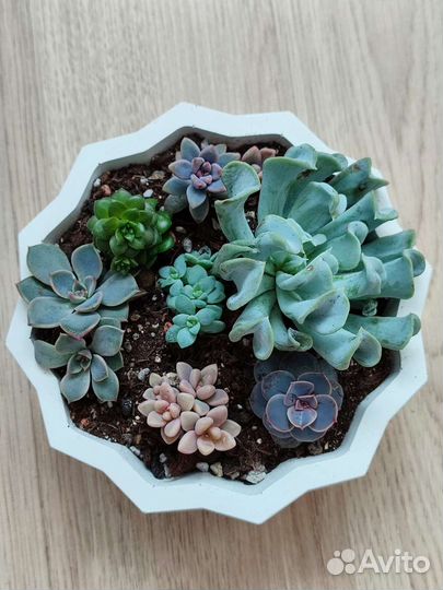 Суккуленты