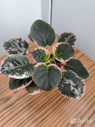 Сортовая фиалка ле Татьяна