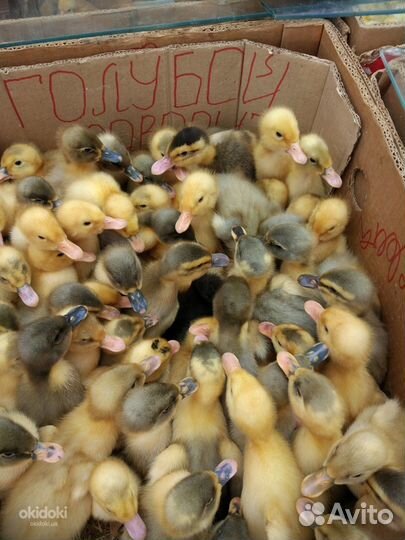 Бройлер суточный, гусята, утята