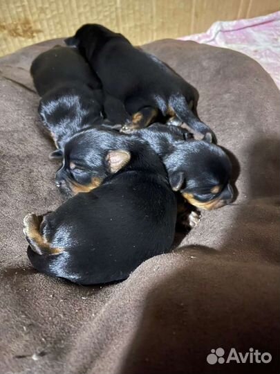 Йоркширский терьер вязка