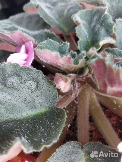 Сортовые фиалки цветущие