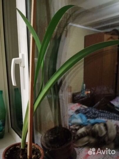 Гиппеаструм красный