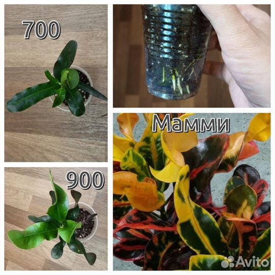 Кодиеум кротон комнатные цветы