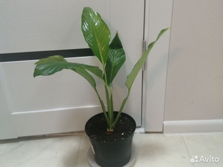 Спатифиллум продаю цветок на фото