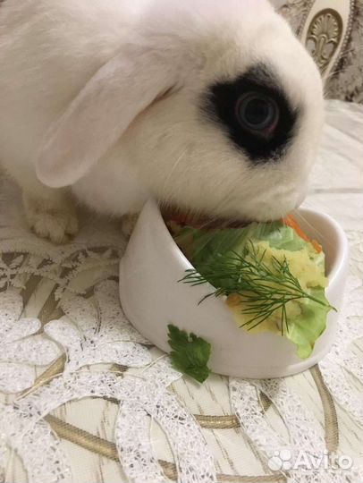 Декоративный кролик