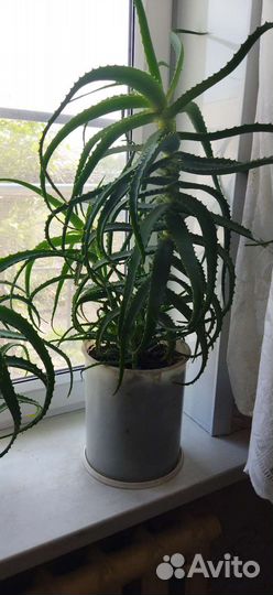 Алоэ лечебный, восьмилетний