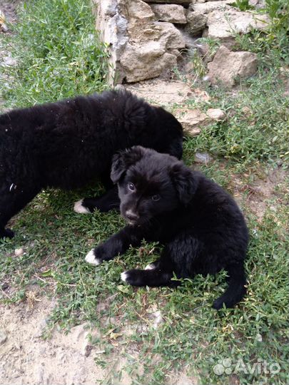 Щенки в добрые руки