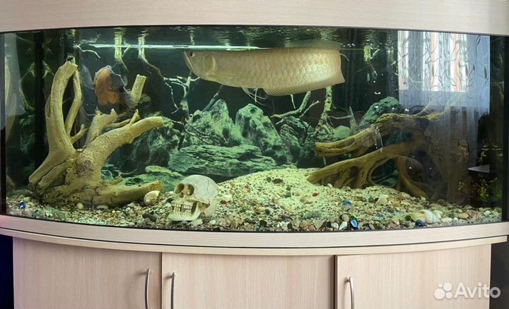 Продам аквариум 450 литров полукруглый на тумбе