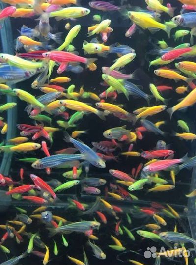 Светящиеся рыбки все цвета, другие Ассортимент