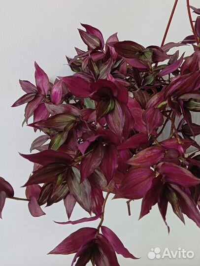 Традесканции (укоренённые черенки)