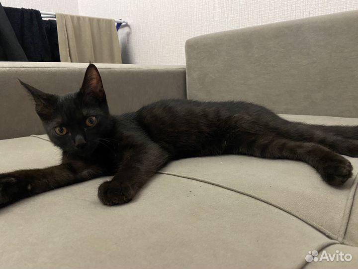 Черный кот