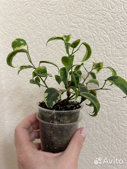 Фикус бенджамина ирен