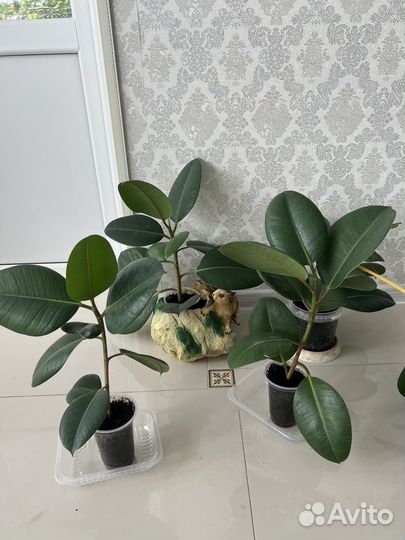 Фикус каучуконосный