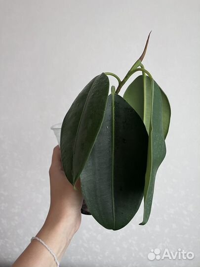 Фикус эластика укорененный