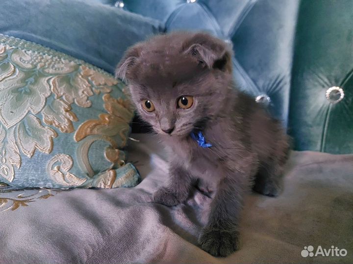 Котята в добрые руки даром