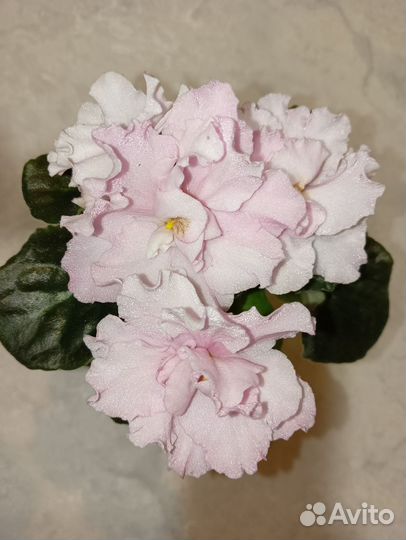 Фиалка дэо-Королева Елизавета