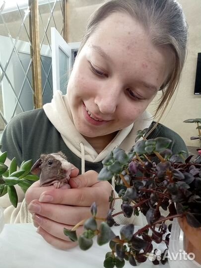 Морские свинки скинни малыши