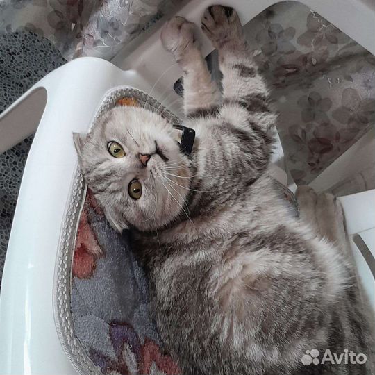 Передержка кошек и котов