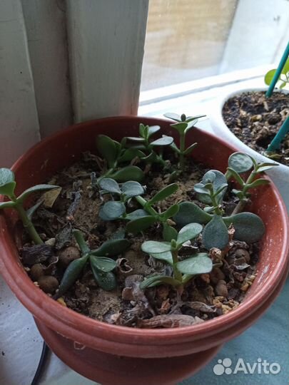 Флорариум суккуленты