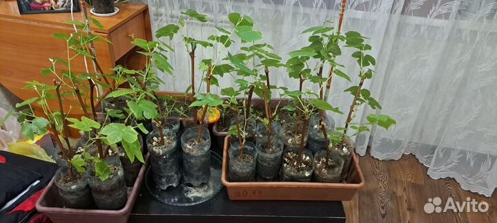 Саженцы винограда изабелла