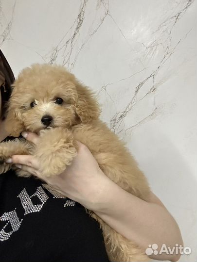 Мальтипу тедди мини коричневые шоколадные