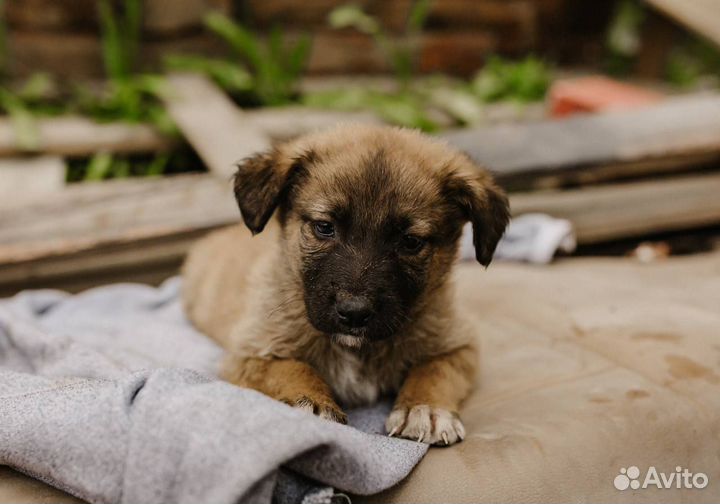 Щенок мальчик