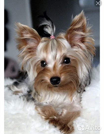 Догситтер передержка собак