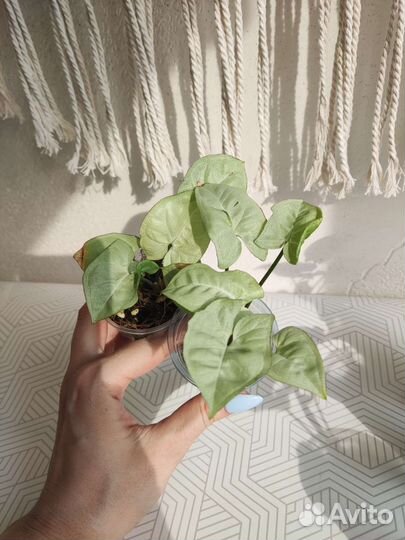 Сингониуми мини