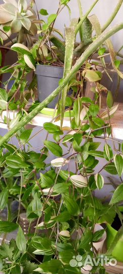 Традесканции