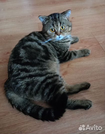 Шотландский кот вязка