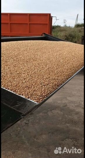 Зерно пшеница ячмень