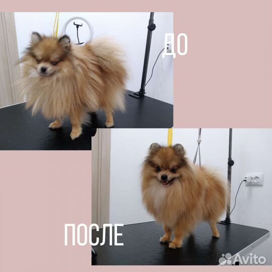 Груминг собак и кошек, чистка зубов