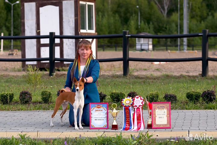 Кобель для вязки