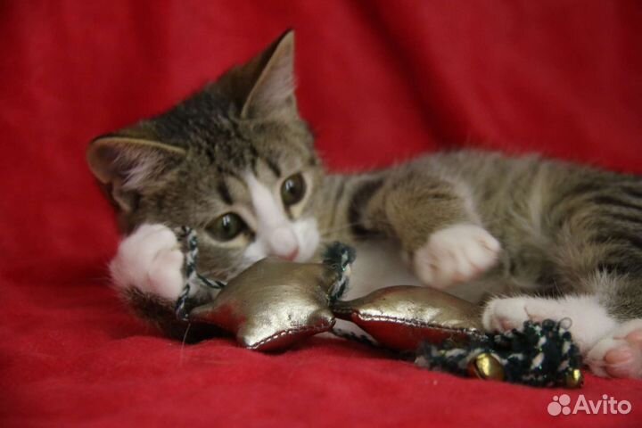 Котенок Алиса в добрые руки