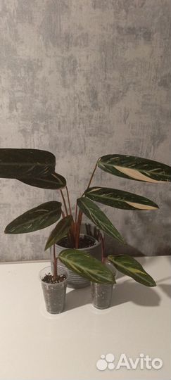 Строманта меджик стар