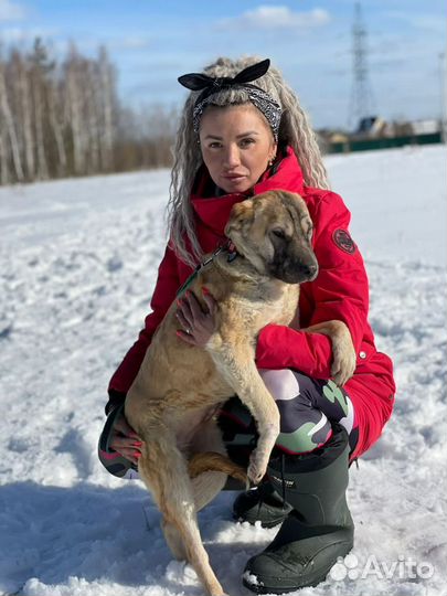Шарпей метис в добрые руки