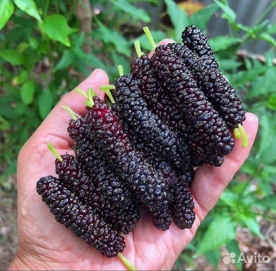 Плодовые кустарники