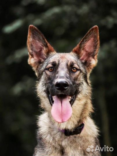 Немецкая овчарка в добрые руки