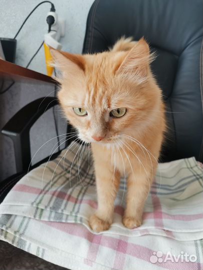 Сомалийская кошка