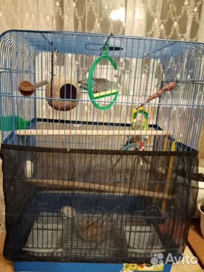 Попугаи с клеткой