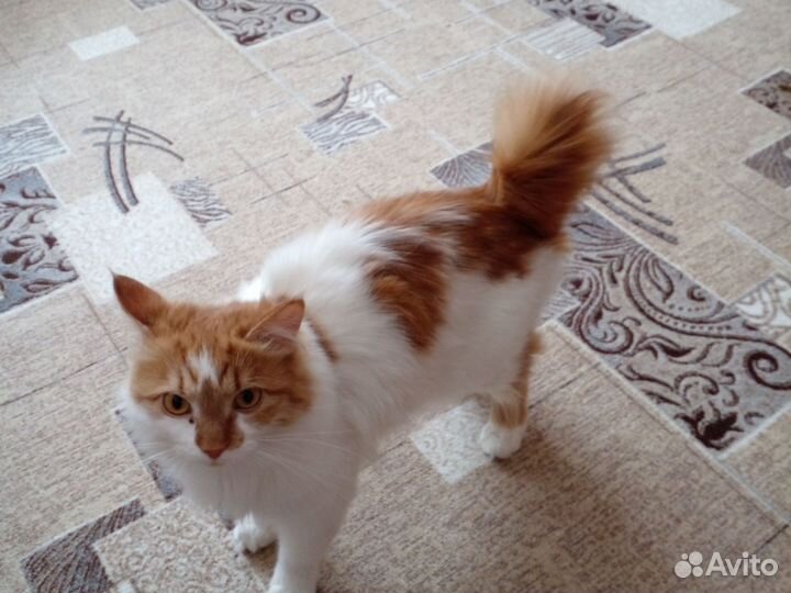 Кошки курильский бобтейл